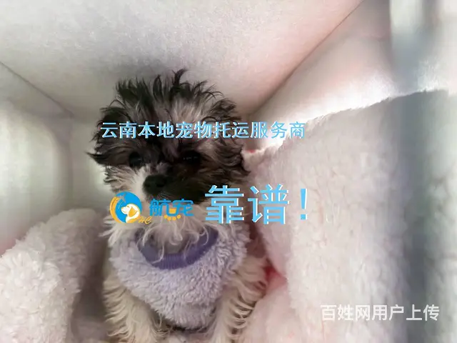 不是中间商！昆明寻甸县宠物托运全国服务人宠同行 - 图片 2