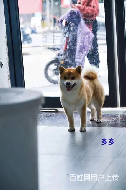 昌吉正规柴犬幼犬纯血统，疫苗齐全 - 图片 2
