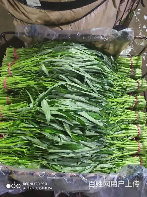 蔬菜单位配送 - 图片 5