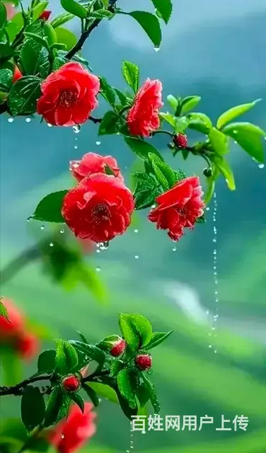 征婚 - 图片