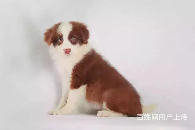 徐州卖边牧的犬舍，犬舍边牧一般价位 - 图片 3