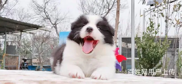 宿迁【益帆边境牧羊犬舍】，价格优惠，真实视频 - 图片 7
