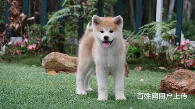 纯种日系秋田犬 忠犬八公 保纯种健康 欢迎上门 - 图片 1