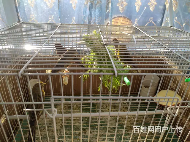青玉桂皮 - 图片 4