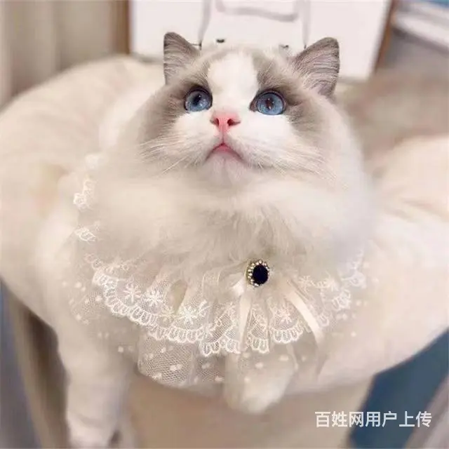 常州专门繁殖布偶猫的猫舍█布偶猫猫舍地址电话 - 图片 2