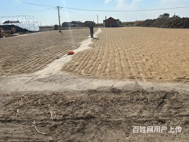 黑龙江稻花香大米 - 图片 2