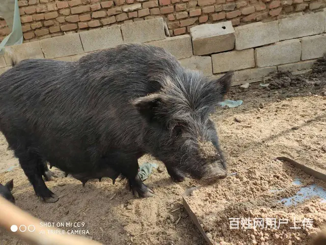 纯种藏香猪种猪、精品母猪，仔猪销售！ - 图片 2