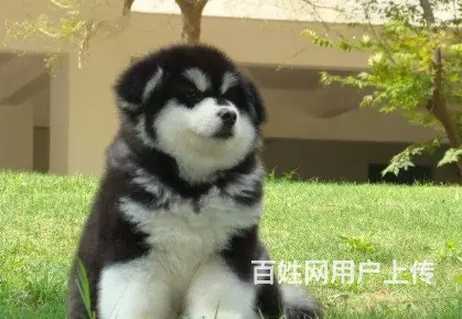 承德阿拉斯加多少钱一只 阿拉斯加价格 保健康 - 图片 8