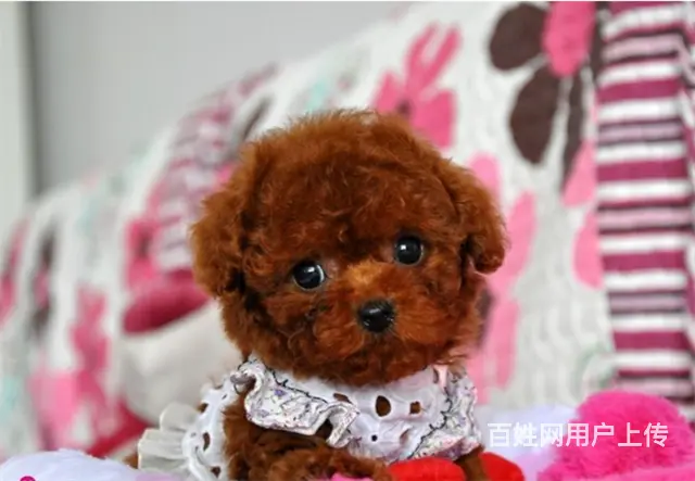 韩版茶杯泰迪熊幼犬出售 保纯保质保健康 可送货 - 图片 7