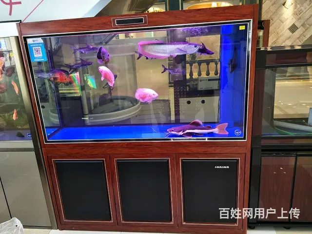 维护鱼缸养护，修鱼缸养护要多少钱，卖鱼缸定做 - 图片 9