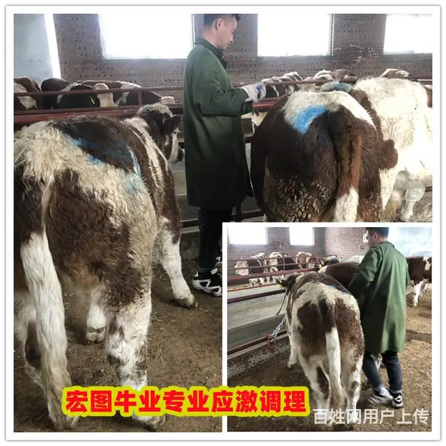 三四百斤 西门塔尔牛犊 新的价格 - 图片