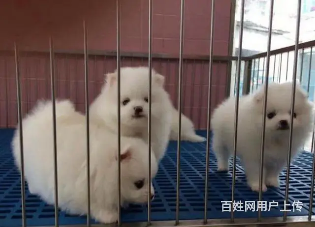 @（女神必选博美幼犬）精品小小可爱哦 - 图片 1