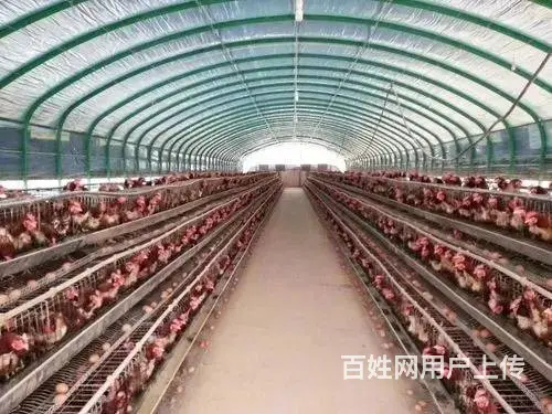 上门定做养殖大棚养猪大棚各种养殖大棚 - 图片