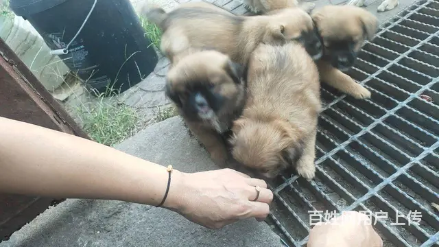 愿找到爱心人士 - 图片 3