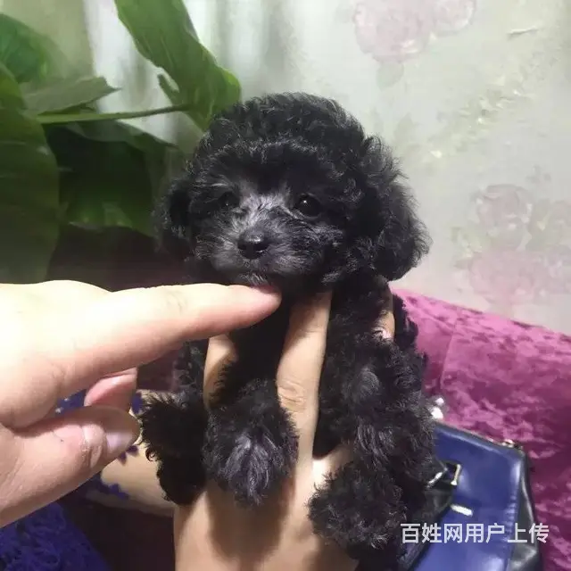 泰迪犬 茶杯泰迪 迷你泰迪 玩具泰迪 品质高血统好 - 图片 4
