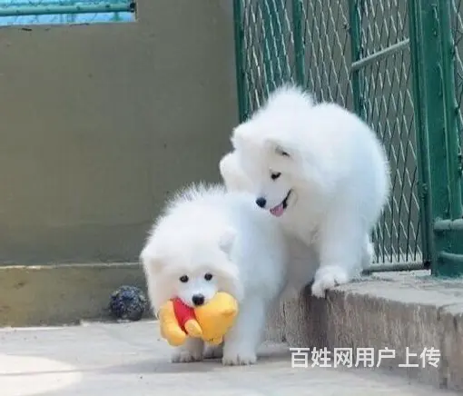 萨摩耶 萨摩幼犬欢迎上门挑选价格优惠签协议有保 - 图片 8