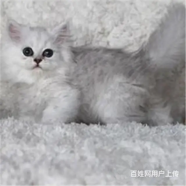 贵州黔南双血统金吉拉猫舍直销 - 图片 10