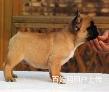 出售法国斗牛犬 家养法牛幼犬 纯种法牛犬价格 - 图片 7