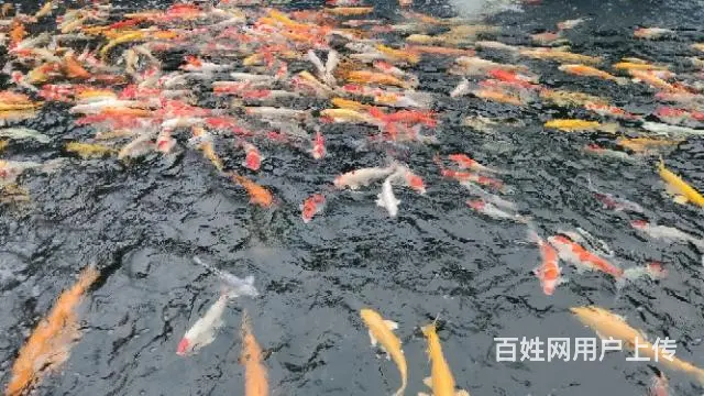 苏州锦鲤鱼批发养殖市场 - 图片 9