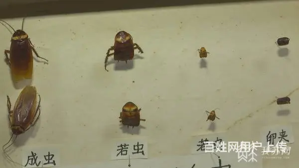 海珠区灭蟑螂公司，彻底除蟑螂、灭小强 - 图片 5