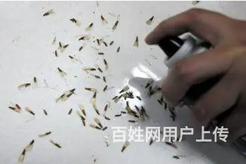 什邡灭蚂蚁公司灭白蚁飞蚂蚁白蚁防治 - 图片 1
