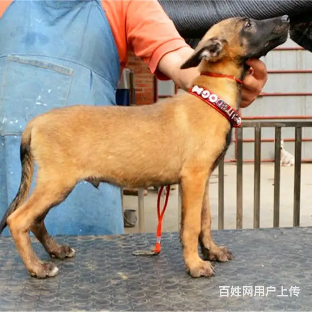 吕梁卖马犬的养殖场，养殖场马犬一般卖多少钱 - 图片 6
