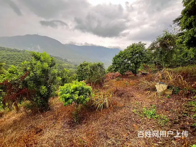 从化区温泉旅游区附近70亩果园休闲庄园整体转让 - 图片 11