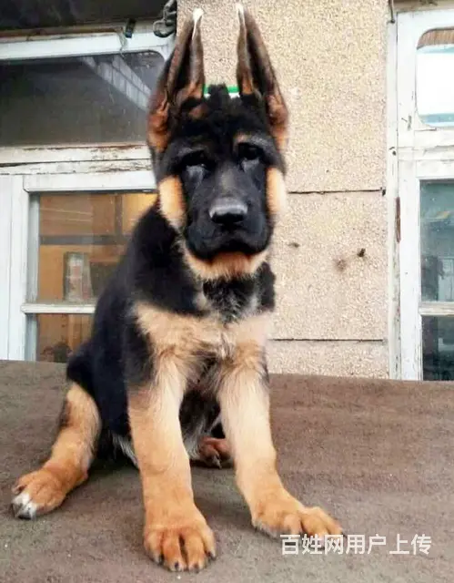 大头德牧 锤系德牧价格 专业锤系德牧犬舍 签协议 - 图片 9
