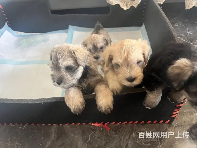 出售自家雪纳瑞宝宝2公2母 - 图片 2