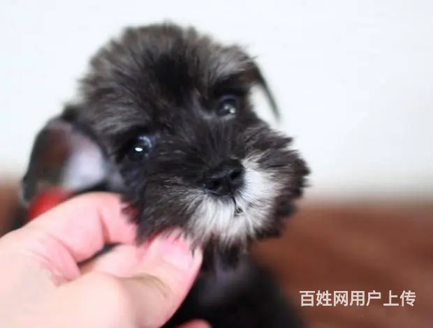 广州买狗首选推荐 正规犬舍纯种迷你雪纳瑞犬多只待售 - 图片 4