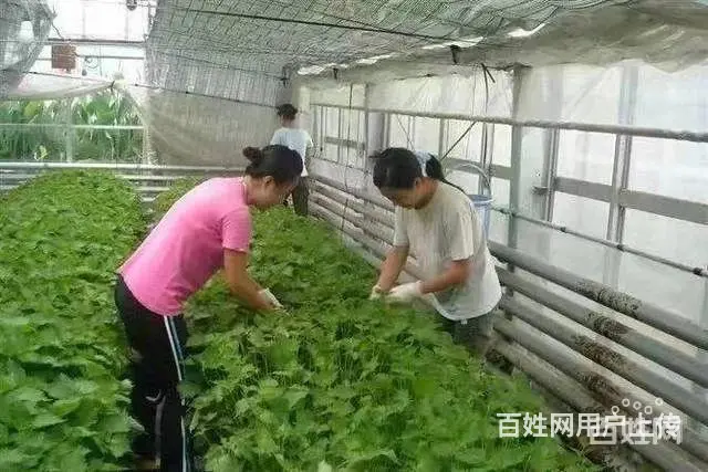 澳洲华人老板直招，年薪40w起，签证下来后付款 - 图片 7