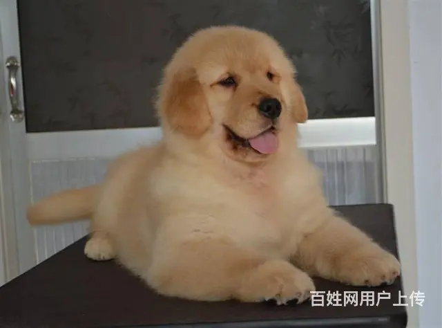 金毛幼犬多少钱一只 纯种金毛幼犬价格 双血统金 - 图片 6