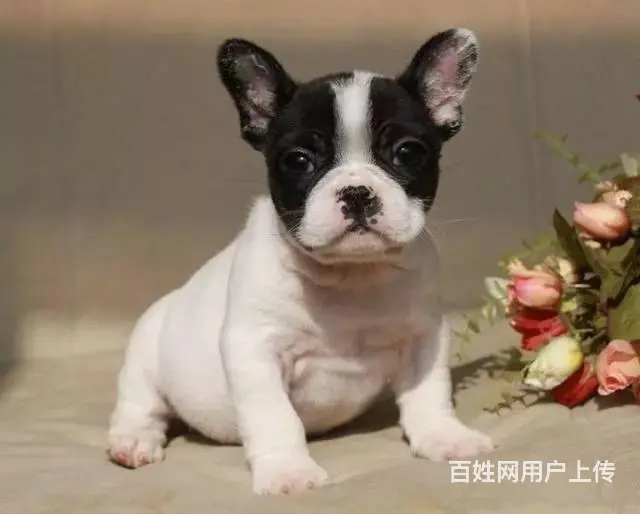 出售法国斗牛犬 家养法牛幼犬 纯种法牛犬价格 - 图片 4