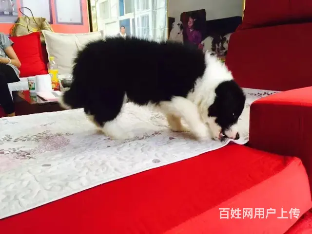 辽阳卖边牧的养殖场，养殖场边牧一般卖多少钱 - 图片 7