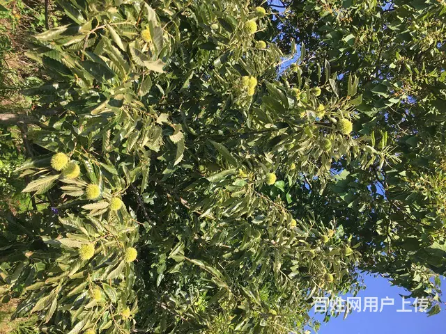 梧桐树，板栗树出售 - 图片 4