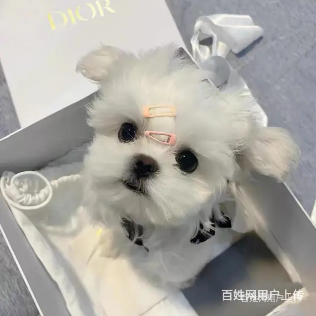 【货到付款犬舍】长春哪里有马尔济斯 马尔济斯多少钱图 - 图片 1