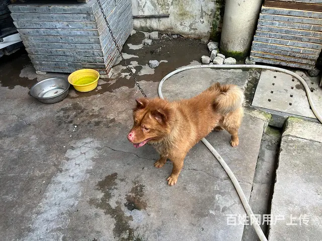 东莞红公狗 - 图片 1