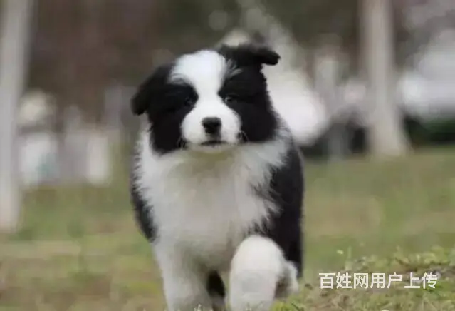 承德边牧怎么卖 家养边牧 疫苗齐全 - 图片 12