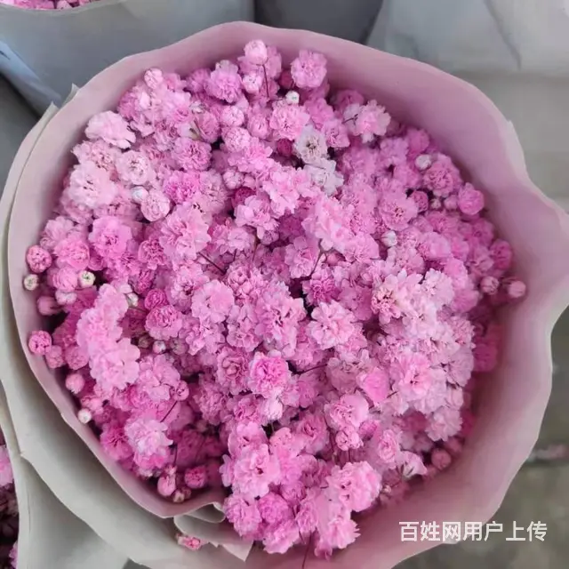 云南昆明斗南鲜花绿植盆栽基地批发一件代发 - 图片 3