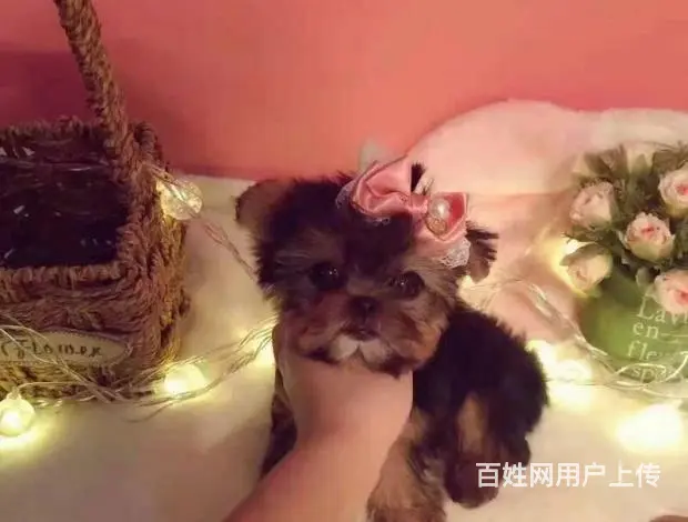 出售纯种约克夏 可爱活泼 疫苗驱虫都做了 公母 - 图片 3