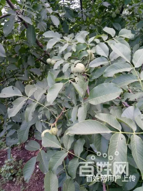 青皮核桃 - 图片 3