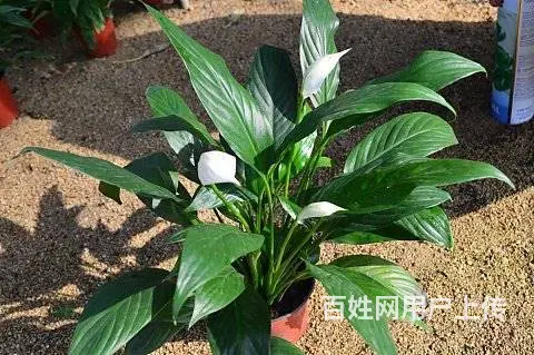 工程苗木，花卉苗木订购 - 图片 8