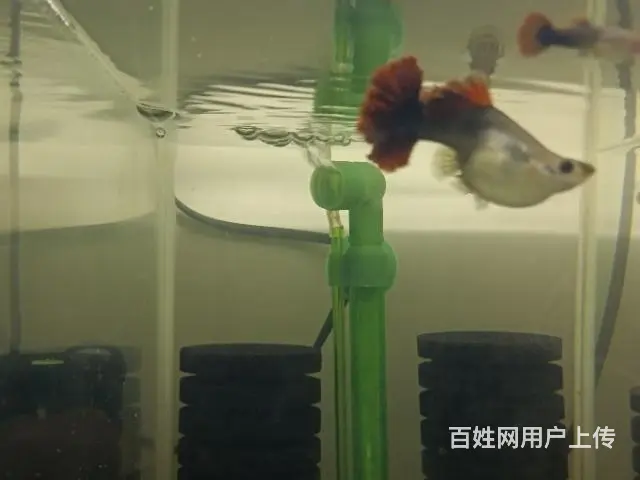 出巴西褶扇孔雀鱼 - 图片 1