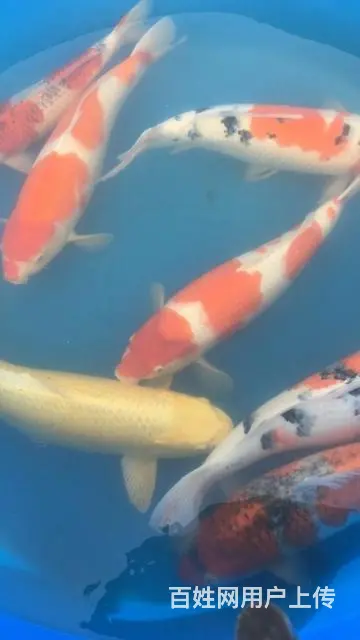 苏州永乐锦鲤鱼批发零售 - 图片 1