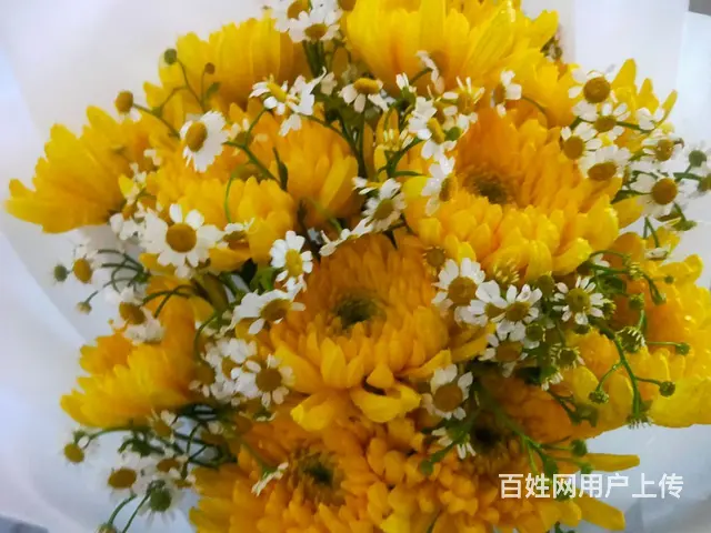 真诚征婚 - 图片 3