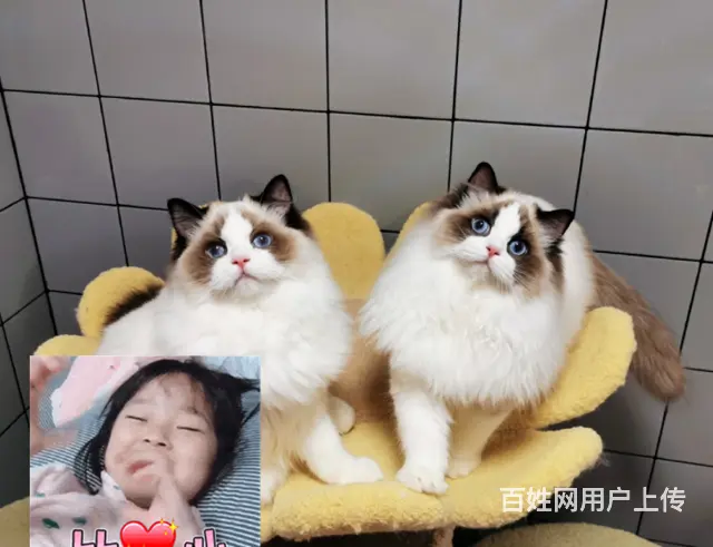 布偶猫好养吗 新手可以养吗  多少钱一只 图片价格 - 图片 4