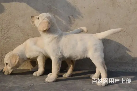 超好头版 超好体型 超好骨量精品拉布拉多犬出售 - 图片 4