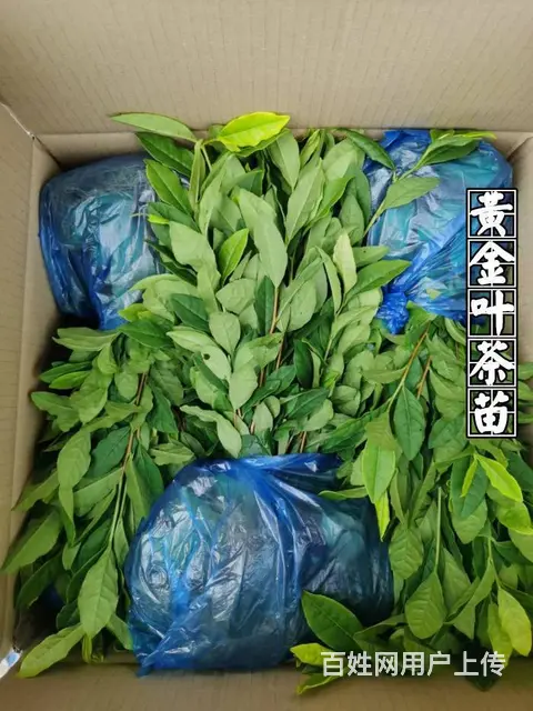 安吉白茶 黄金叶茶 奶白茶 茶苗直销 价格面议 - 图片 6