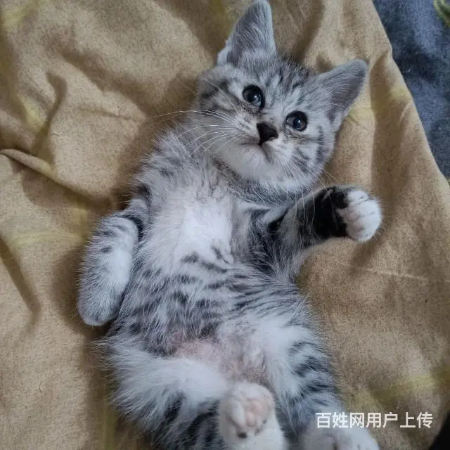 【搞定了！】中华田园狸花猫小奶猫领养 - 图片 9