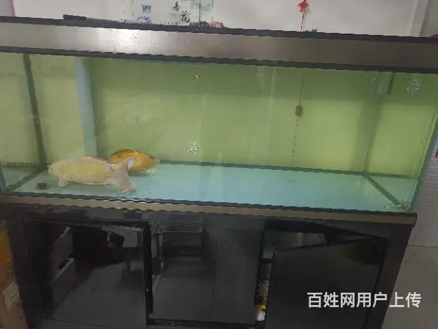 鱼缸出售 - 图片 1